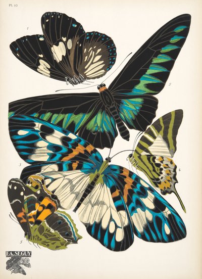 プレート 10、Butterflies、パブから。 1925年（ステンシルプリント） 作： Émile Allain Séguy
