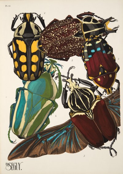 Insectes のプレート 11、パブ。 1930年代（ポチョワールプリント） 作： Émile Allain Séguy