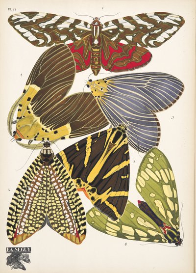 プレート 14、Butterflies、パブから。 1925年（ステンシルプリント） 作： Émile Allain Séguy