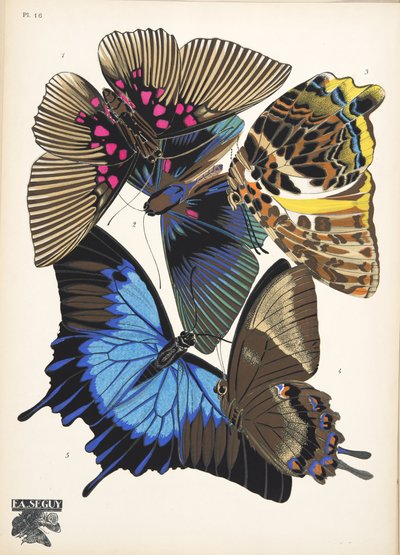 プレート 16、Butterflies、パブから。 1925年（ステンシルプリント） 作： Émile Allain Séguy