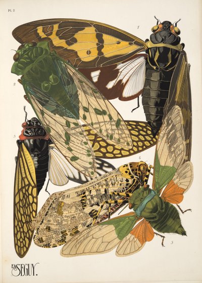 Insectes のプレート 2、パブ。 1930年代（ポチョワールプリント） 作： Émile Allain Séguy