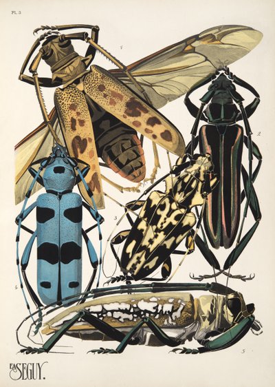 Insectes のプレート 3、パブ。 1930年代（ポチョワールプリント） 作： Émile Allain Séguy