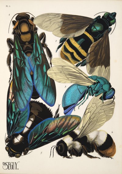 Insectes、パブからのプレート 5。 1930年代（ポチョワールプリント） 作： Émile Allain Séguy