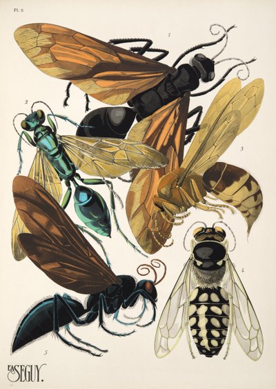 Insectes、pub からのプレート 6。 1930年代（ポチョワールプリント） 作： Émile Allain Séguy