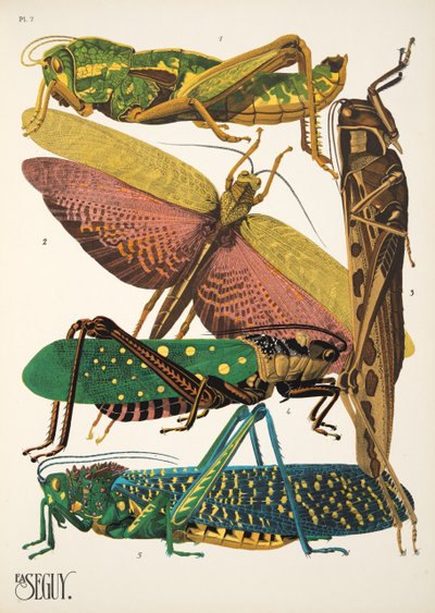 Insectes、パブからのプレート 7。 1930年代（ポチョワールプリント） 作： Émile Allain Séguy