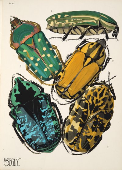 Insectes、pub からのプレート 12。 1930年代（ポチョワールプリント） 作： Émile Allain Séguy