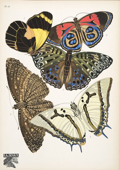 プレート 12、Butterflies、パブから。 1925年（ステンシルプリント） 作： Émile Allain Séguy