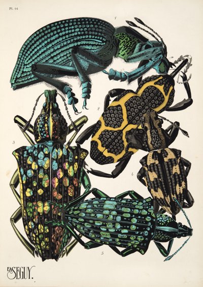Insectes、pub のプレート 14。 1930年代（ポチョワールプリント） 作： Émile Allain Séguy