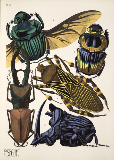 Insectes、pub からのプレート 15。 1930年代（ポチョワールプリント） 作： Émile Allain Séguy