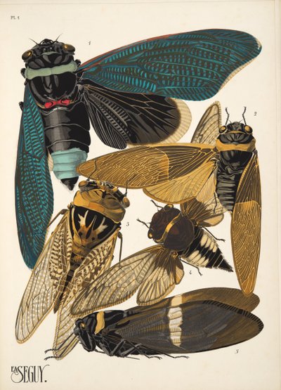 Insectes のプレート 1、パブ。 1930年代（ポチョワールプリント） 作： Émile Allain Séguy