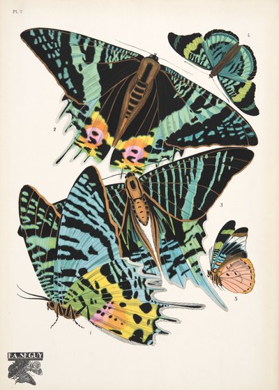 プレート 7、Butterflies、パブから。 1925年（ステンシルプリント） 作： Émile Allain Séguy