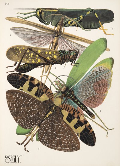 Insectes、パブからのプレート 8。 1930年代（ポチョワールプリント） 作： Émile Allain Séguy