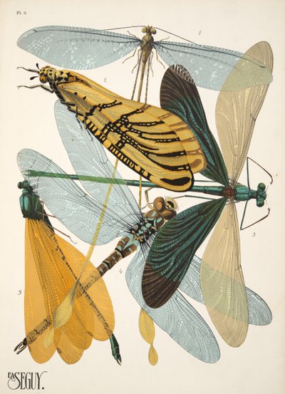Insectes のプレート 9、パブ。 1930年代（ポチョワールプリント） 作： Émile Allain Séguy