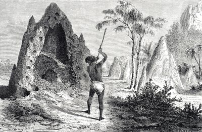 シロアリの網、シロアリ（彫刻） 作： Emile Antoine Bayard