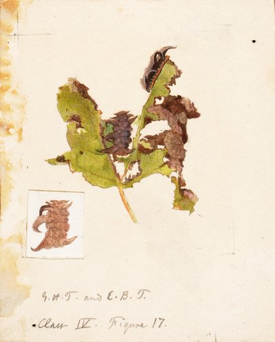 Crumpled Leaf Caterpillar...、19 世紀後半から 20 世紀初頭。 作： Emma Beach Thayer