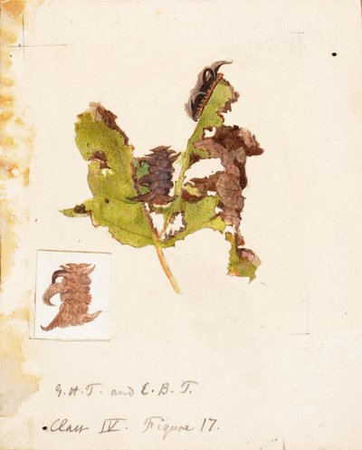 くしゃくしゃの葉のアオムシ、『動物界における色彩の隠蔽』のための習作 作： Emma Beach Thayer