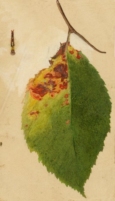 19世紀後半から20世紀初頭にかけての毛虫を模倣した、しわくちゃになった枯れた葉の端。 作： Emma Beach Thayer