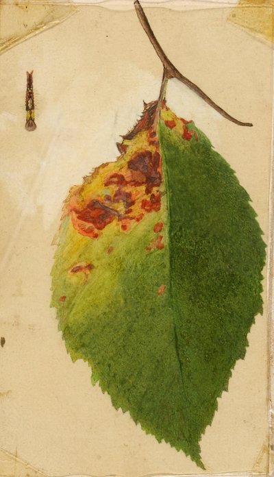 しわくちゃに枯れた葉の縁が青虫を模倣している（『動物界における色彩の隠蔽』のための習作 作： Emma Beach Thayer