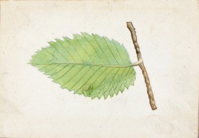ギザギザの葉っぱの毛虫...、19世紀後半から20世紀初頭。 作： Emma Beach Thayer