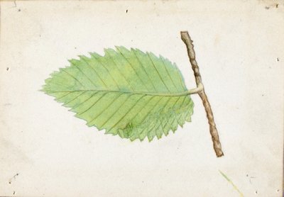 ギザギザの葉の縁のアオムシ、『動物界における色彩の隠し方』のための研究 作： Emma Beach Thayer