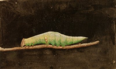 大きめの斑点模様のビーチリーフエッジキャタピラー、『Concealing Coloration in Animal Kingdom（動物界における色彩の隠蔽）』のための研究。 作： Emma Beach Thayer