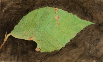 小さい斑点のあるビーチ リーフ エッジ キャタピラー...、19 世紀後半から 20 世紀初頭。 作： Emma Beach Thayer