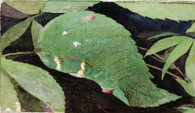 白樺の葉縁の毛虫、『動物界における色彩の隠蔽』のための習作 作： Emma Beach Thayer