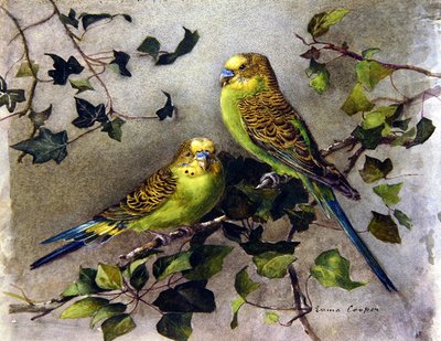 セキセイインコのペア（水彩・紙） 作： Emma Cooper