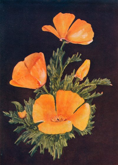 カリフォルニアポピー、c1915、1915 作： Emma Graham Clock