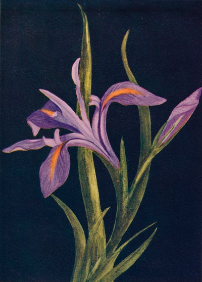 グランドアイリス、c1915、1915 作： Emma Graham Clock