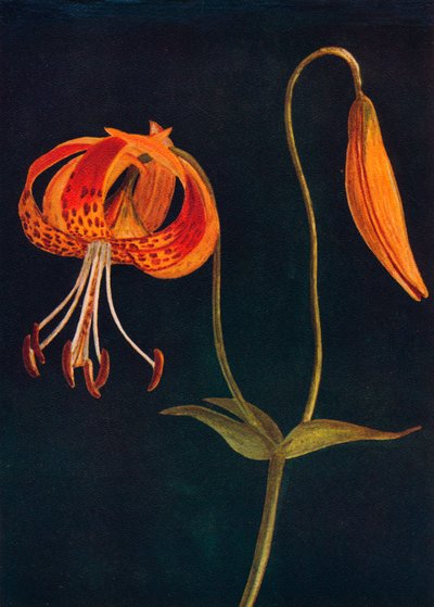 Leopard Lily、c1915、1915 作： Emma Graham Clock