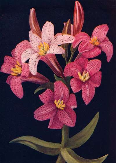Ruby Lily、c1915、1915 作： Emma Graham Clock