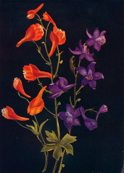スカーレットアンドブルーラークスパー、c1915、1915 作： Emma Graham Clock