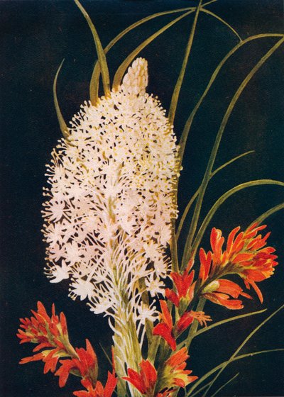 Squaw Grass and Scarlet Paint Brush、c1915、1915 作： Emma Graham Clock