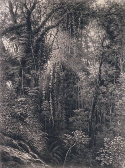 1877年、西サモア、アポル、ウポルの峡谷の眺め（木炭） 作： Emma Sandys