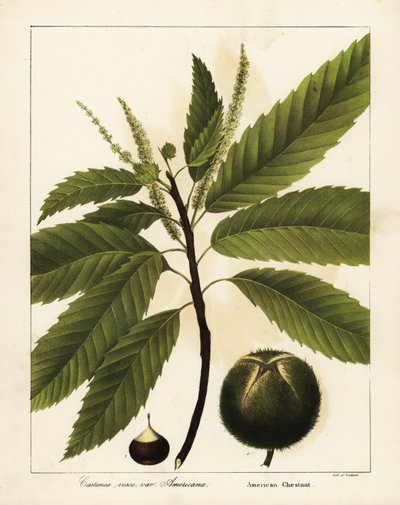 アメリカ栗、Castanea dentata Castanea vesca var 作： Endicott Endicott