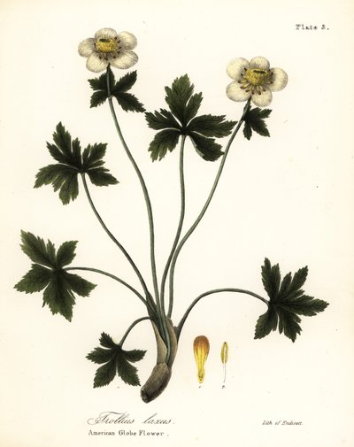 アメリカの球根の花またはアメリカの広がる球根の花、Trollius laxus 作： Endicott Endicott