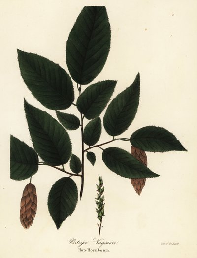 アメリカ hophornbeam、Ostrya virginiana (Hop-hornbeam、Ostrya virginica) 作： Endicott Endicott
