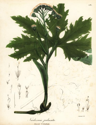 北極甘いフキまたは北極フキ、Petasites frigidus var 作： Endicott Endicott
