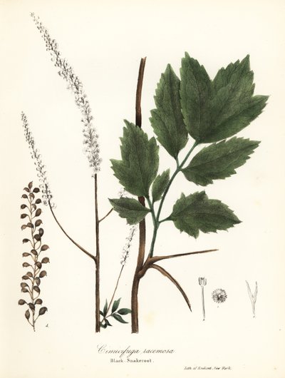 ブラックコホッシュ、ブラックバグベイン、ブラックスネークルートまたはフェアリーキャンドル、Actaea racemosa (Cimicifuga racemosa) 作： Endicott Endicott