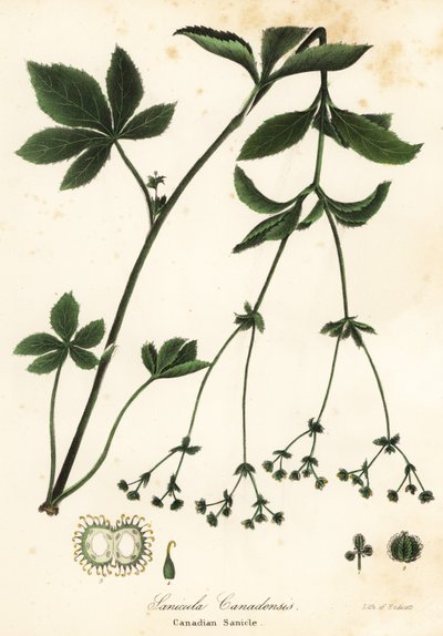 カナダ Blacksnakeroot またはカナダ Sanicle、Sanicula カナデンシス 作： Endicott Endicott