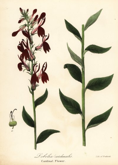 枢機卿の花、ロベリア cardinalis 作： Endicott Endicott