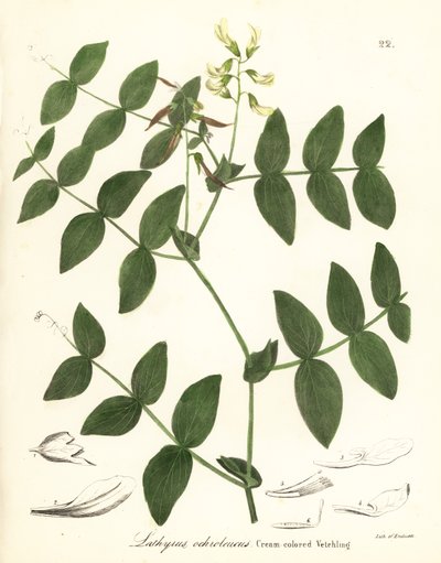 クリームエンドウまたはクリーム色のレンゲ、Lathyrus ochroleucus 作： Endicott Endicott