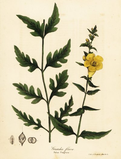 False ジギタリス、Aureolaria flava (Gerardia flava) 作： Endicott Endicott