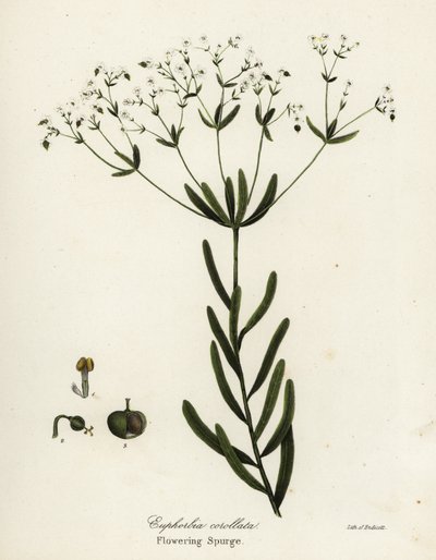 開花トウダイグサ、ユーフォルビア corollata 作： Endicott Endicott
