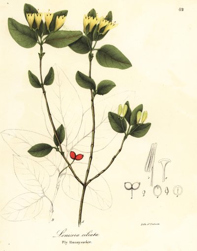 ハエ スイカズラ、スイカズラ ciliata 作： Endicott Endicott