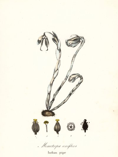 ゴースト プラント、ゴースト パイプ、インディアン パイプまたは死体植物、Monotropa uniflora 作： Endicott Endicott