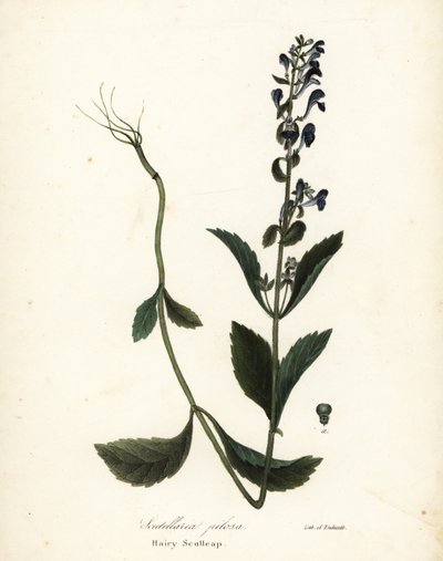 毛むくじゃらのスカルキャップ、Scutellaria elliptica (Scutellaria pilosa) 作： Endicott Endicott