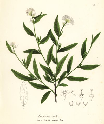 ジャージー ティー、Ceanothus herbaceus (狭葉のジャージー ティー、Ceanothus ovalis) 作： Endicott Endicott