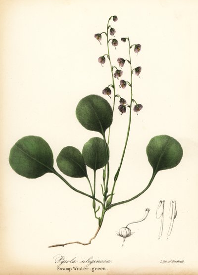 Liverleaf ウィンターグリーン、ボグ ウィンターグリーンまたはピンク ウィンターグリーン、Pyrola asarifolia (スワンプ ウィンターグリーン、Pyrola uliginosa) 作： Endicott Endicott